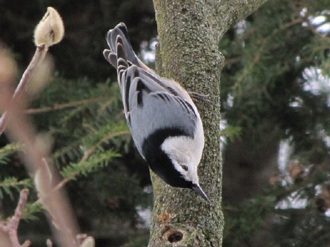 Birds of Conewago Falls in the Lower Susquehanna River Watershed: White-breasted Nuthatch