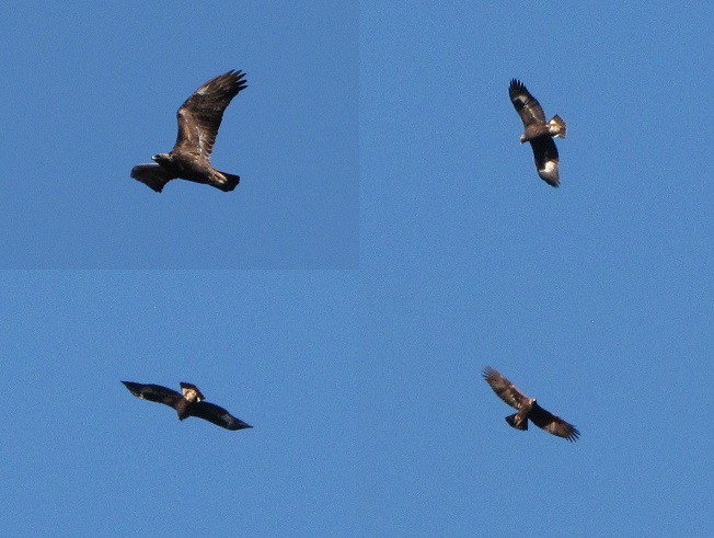 Golden Eagles in the Lower Susquehanna River Watershed of Pennsylvania.