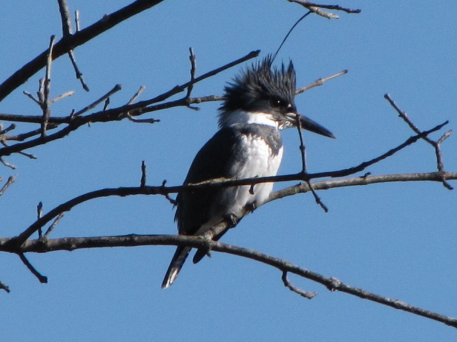 Birds of Conewago Falls in the Lower Susquehanna River Watershed: Belted Kingfisher