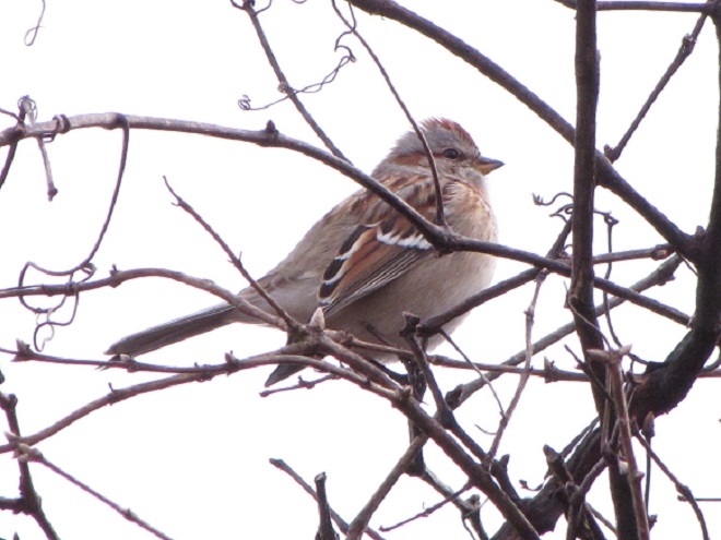 Birds of Conewago Falls in the Lower Susquehanna River Watershed: American Tree Sparrow