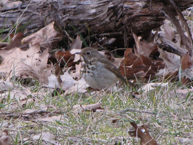 Birds of Conewago Falls in the Lower Susquehanna River Watershed: Hermit Thrush