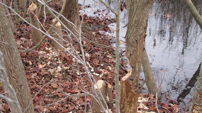 Mammals of the Lower Susquehanna River Watershed: Trees Gnawed by Beaver