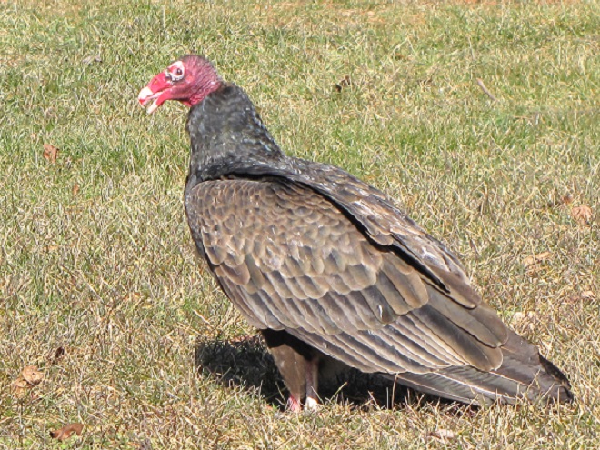 Raptor/Vulture Identification: Turkey Vulture