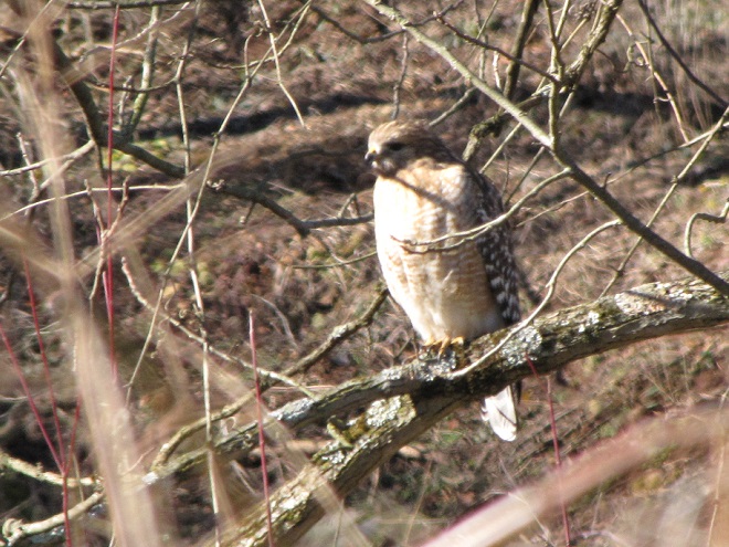 Birds of Conewago Falls in the Lower Susquehanna River Watershed: Red-shouldered Hawk