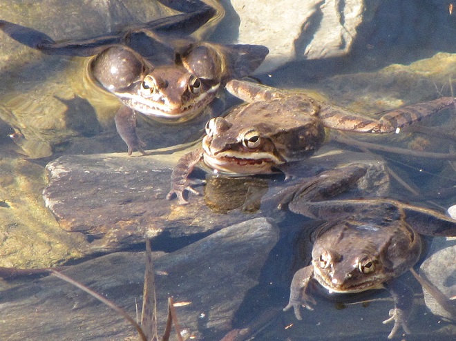 Amphibians of the Lower Susquehanna River Watershed: Wood Frogs