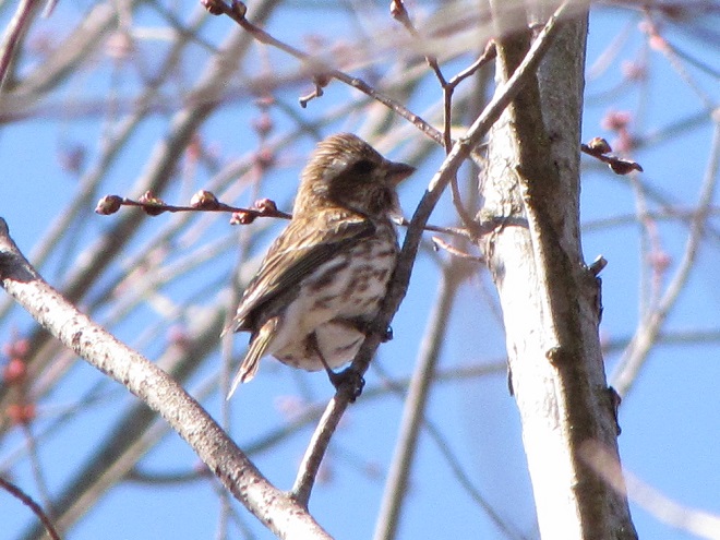 Birds of Conewago Falls in the Lower Susquehanna River Watershed: first-winter male Purple Finch