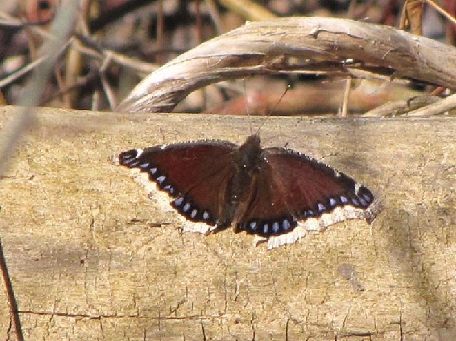 Butterflies of the Lower Susquehanna River Watershed: Mourning Cloak