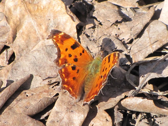 Butterflies of the Lower Susquehanna River Watershed: winter-form Eastern Comma