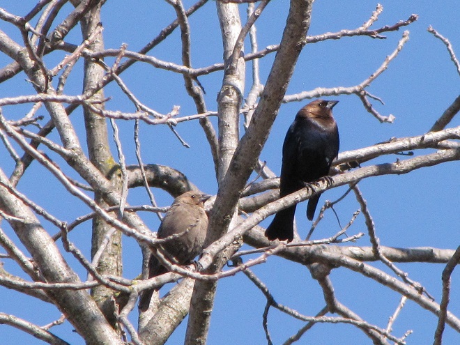 Birds of Conewago Falls in the Lower Susquehanna River Watershed: adult Brown-headed Cowbirds