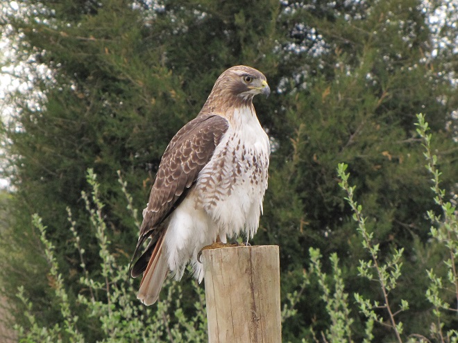 Birds of Conewago Falls in the Lower Susquehanna River Watershed: Red-tailed Hawk