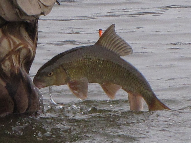Fishes of the Lower Susquehanna River Watershed: Shorthead Redhorse