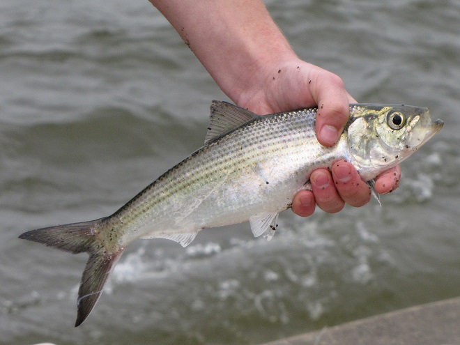 Fishes of the Lower Susquehanna River Watershed: Hickory Shad