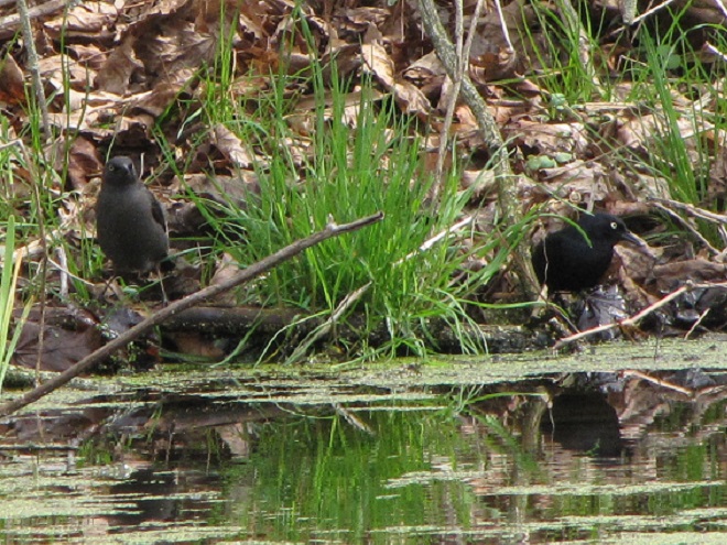 Birds of Conewago Falls in the Lower Susquehanna River Watershed: Rusty Blackbirds
