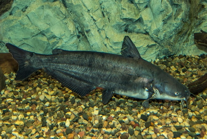 Fishes of the Lower Susquehanna River Watershed: Blue Catfish