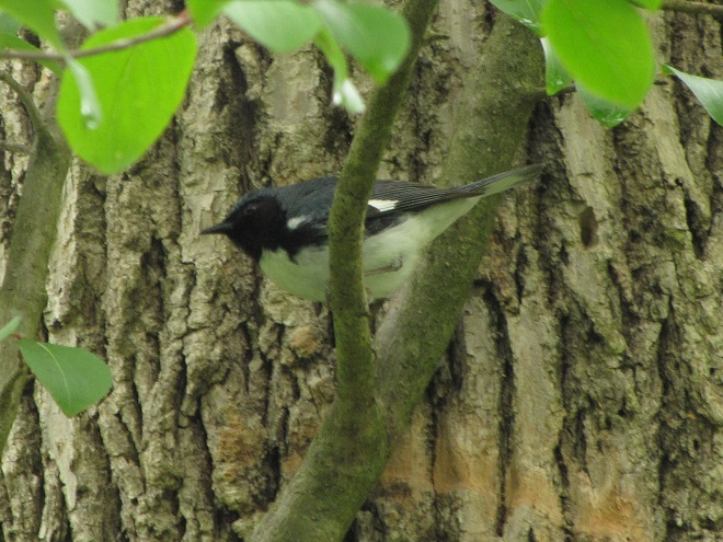 Birds of Conewago Falls in the Lower Susquehanna River Watershed: adult male Black-throated Blue Warbler