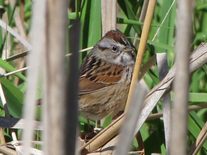 Birds of Conewago Falls in the Lower Susquehanna River Watershed: Swamp Sparrow
