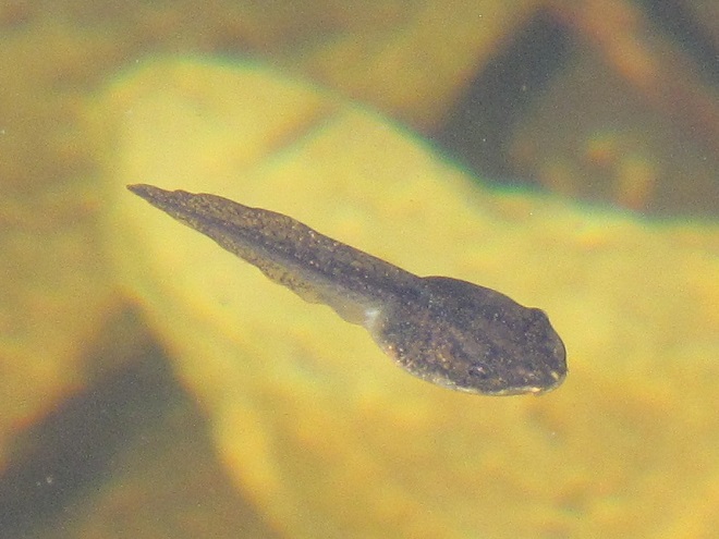Amphibians of the Lower Susquehanna River Watershed: Wood Frog tadpole