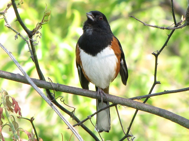 Birds of Conewago Falls in the Lower Susquehanna River Watershed: Eastern (Rufous-sided) Towhee