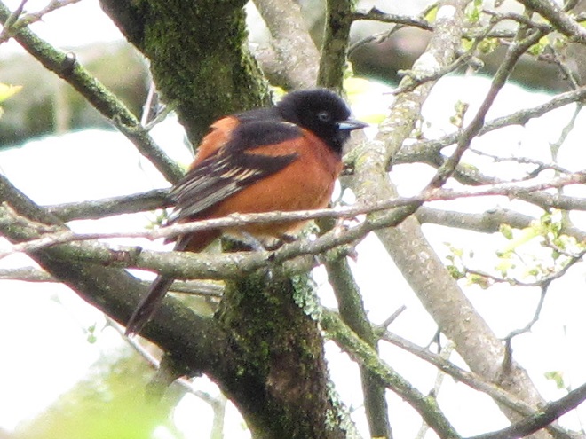 Birds of Conewago Falls in the Lower Susquehanna River Watershed: adult male Orchard Oriole