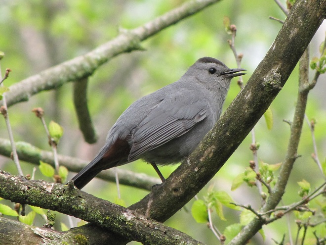 Birds of Conewago Falls in the Lower Susquehanna River Watershed: Gray Catbird