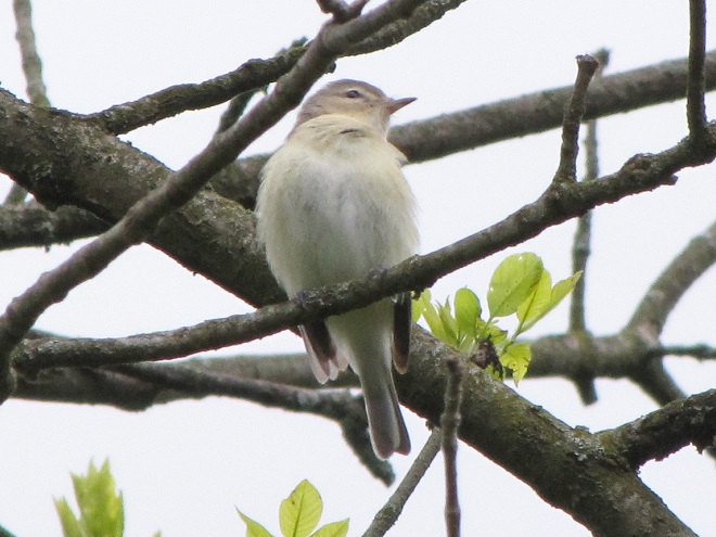 Birds of Conewago Falls in the Lower Susquehanna River Watershed: Warbling Vireo