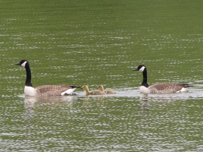 Birds/Waterfowl of Conewago Falls in the Lower Susquehanna River Watershed: Canada Geese