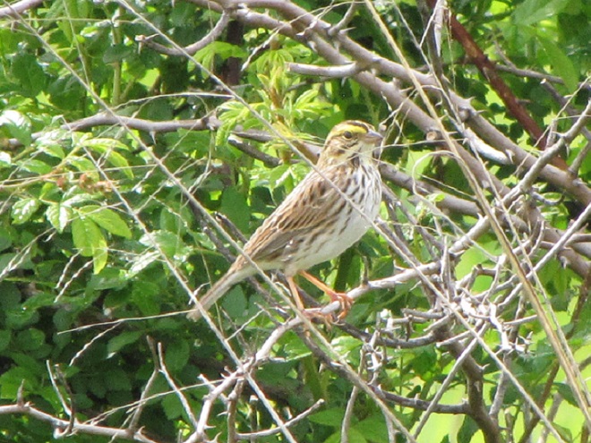 Birds of Conewago Falls in the Lower Susquehanna River Watershed: Savannah Sparrow