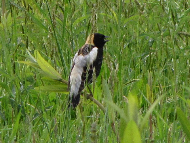 Birds of Conewago Falls in the Lower Susquehanna River Watershed: male Bobolink in breeding alternate plumage
