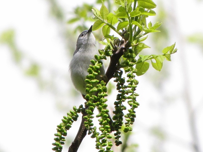 Birds of Conewago Falls in the Lower Susquehanna River Watershed: Blue-gray Gnatcatcher