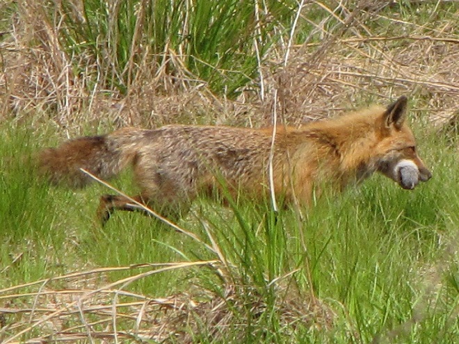 Mammals of the Lower Susquehanna River Watershed: Red Fox