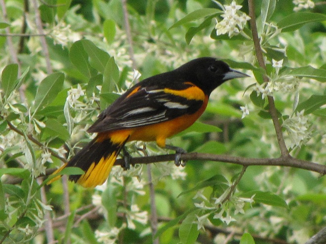 Birds of Conewago Falls in the Lower Susquehanna River Watershed: male Baltimore Oriole