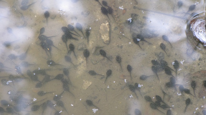 Amphibians of the Lower Susquehanna River Watershed: American Toad tadpoles