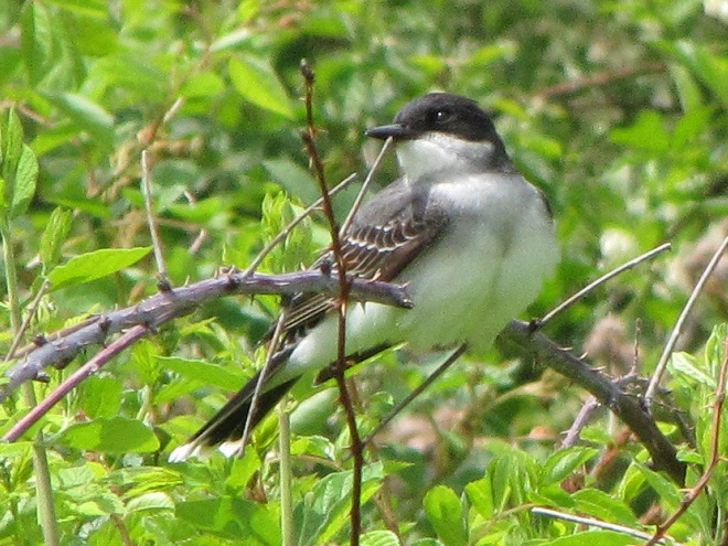 Birds of Conewago Falls in the Lower Susquehanna River Watershed: Eastern Kingbird