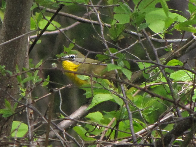 Birds of Conewago Falls in the Lower Susquehanna River Watershed: Yellow-breasted Chat