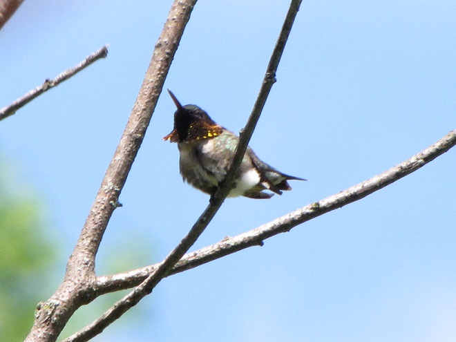 Birds of Conewago Falls in the Lower Susquehanna River Watershed: Ruby-throated Hummingbird
