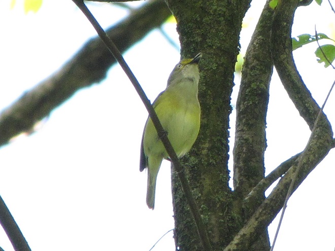 Birds of Conewago Falls in the Lower Susquehanna River Watershed: White-eyed Vireo