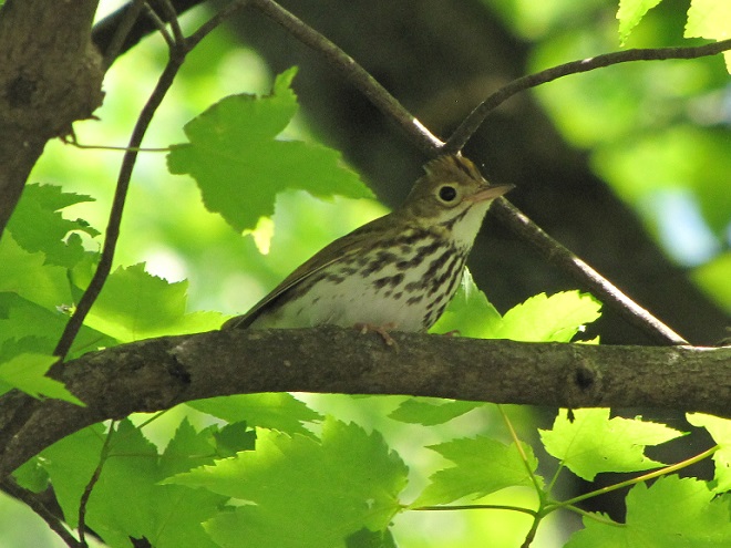 Birds of Conewago Falls in the Lower Susquehanna River Watershed: Ovenbird