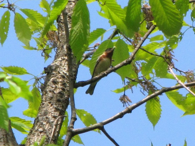 Birds of Conewago Falls in the Lower Susquehanna River Watershed: adult male Bay-breasted Warbler