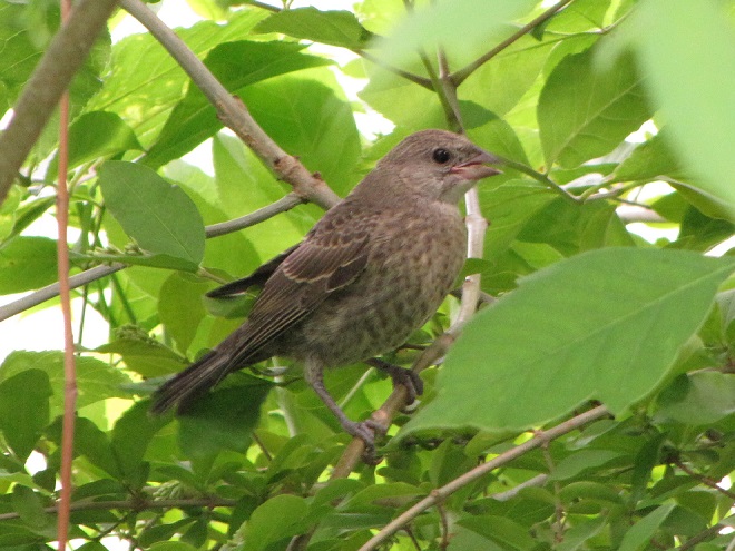 Birds of Conewago Falls in the Lower Susquehanna River Watershed: juvenile Brown-headed Cowbird