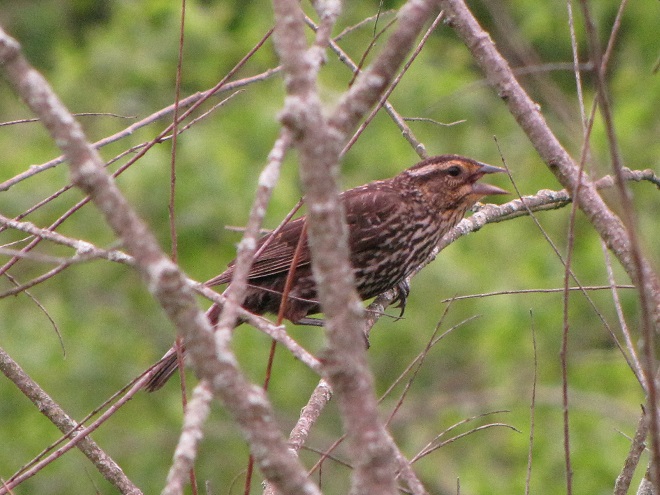 Birds of Conewago Falls in the Lower Susquehanna River Watershed: adult female Red-winged Blackbird