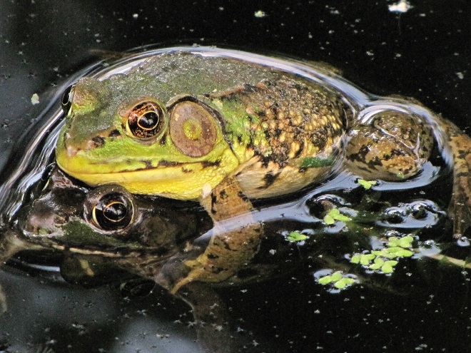 Amphibians of the Lower Susquehanna River Watershed: Green Frogs