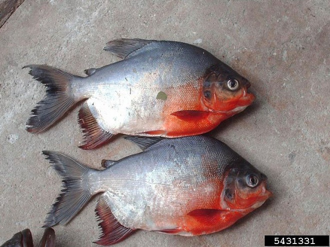 Fishes of the Lower Susquehanna River Watershed: Red-bellied Pacu