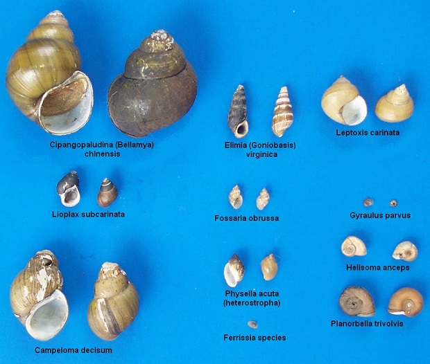 Freshwater gastropods (snails) of the Lower Susquehanna River Watershed.