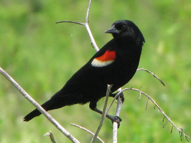 Birds of Conewago Falls in the Lower Susquehanna River Watershed: adult male Red-winged Blackbird