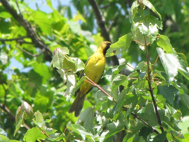 Birds of Conewago Falls in the Lower Susquehanna River Watershed: first-spring male Orchard Oriole