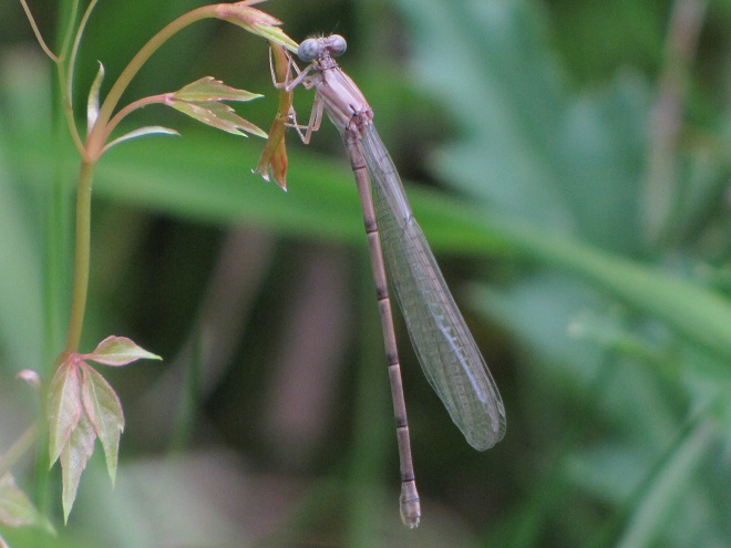 Damselflies and Dragonflies of the Lower Susquehanna River Watershed: Blue-fronted Dancer