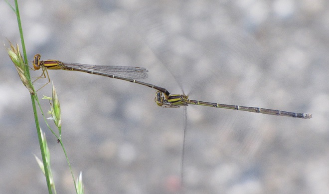 Damselflies and Dragonflies of the Lower Susquehanna River Watershed: Orange Bluets
