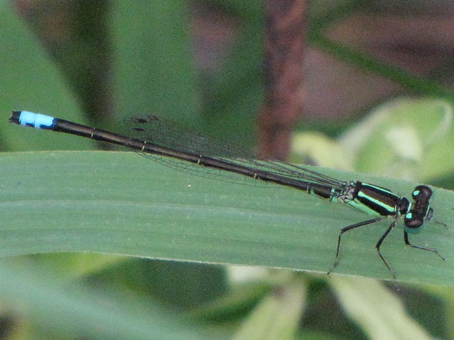 Damselflies and Dragonflies of the Lower Susquehanna River Watershed: Eastern Forktail