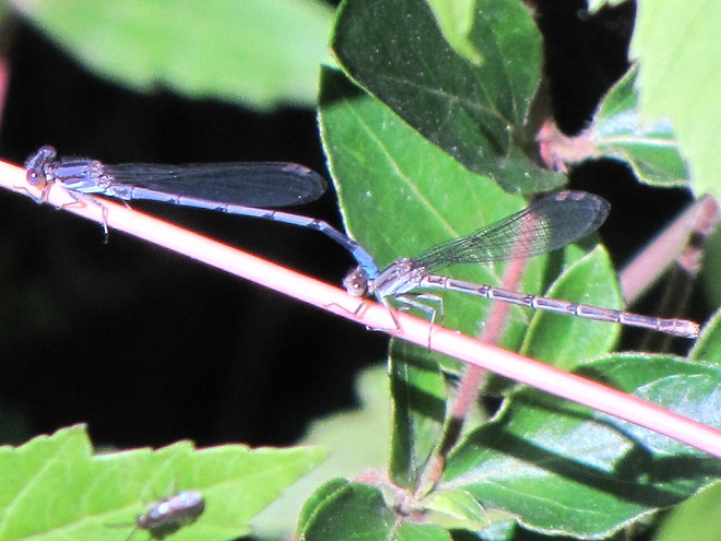 Damselflies and Dragonflies of the Lower Susquehanna River Watershed: Variable Dancers
