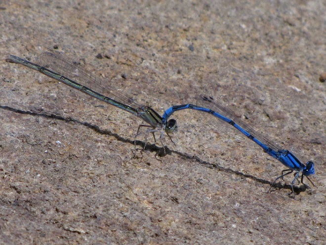 Damselflies and Dragonflies of the Lower Susquehanna River Watershed: Familiar Bluets